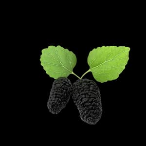 Organic Spirulina